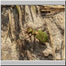 Cicindela campestris - Feld-Sandlaufkaefer 03 OS-Natruphagen-Waldweg.jpg